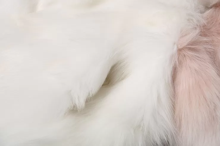 Ozlana Sunrise Gradient Cropped Buckle Neck Fox Fur Jacket (Pink Gradient) | Women Full Fur Jackets